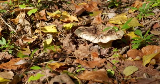 Large Flat Funnel Shaped Mushroom Dry Rotting Leaves Woods — Stock Video