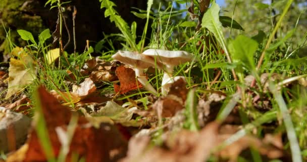 Beautiful Nature Footage Wild Mushrooms Woods Sunny Day — Stock Video