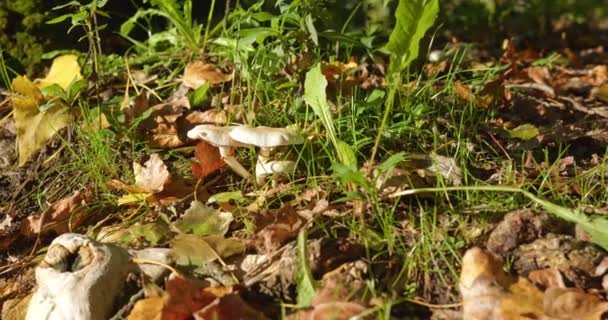Imagens Natureza Pequenos Cogumelos Brancos Crescendo Chão Madeiras Folhas Secas — Vídeo de Stock