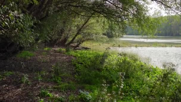 Spaziergang Ufer Eines Mit Gras Bäumen Und Büschen Bedeckten Sees — Stockvideo