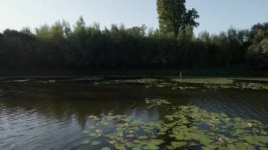 İnsansız hava aracı, yeşil su yaprağına tünemiş gri balıkçıl balığına doğru uçuyor.