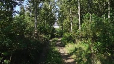 POV, güneşli bir sonbahar gününde yeşil yemyeşil bitki örtüsünün içinde toprak bir yolda yürüyor.