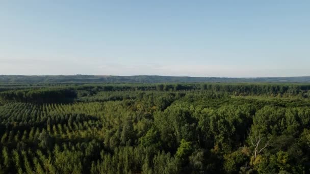 Bitmek Bilmeyen Yoğun Yeşil Ormanların Ufuktaki Dağın Büyüleyici Insansız Hava — Stok video