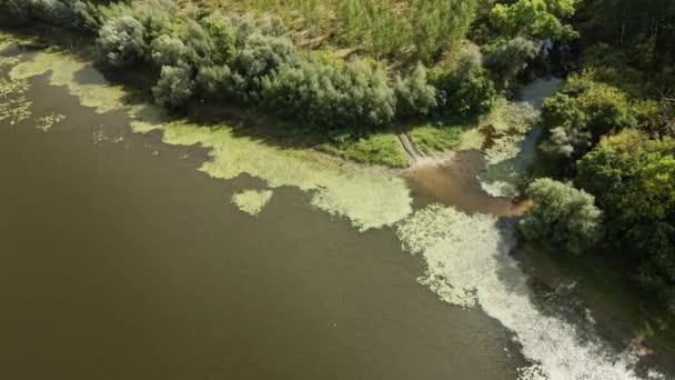 Drone Desce Direção Costa Lago Coberto Com Folhas Lírio Água — Vídeo de Stock