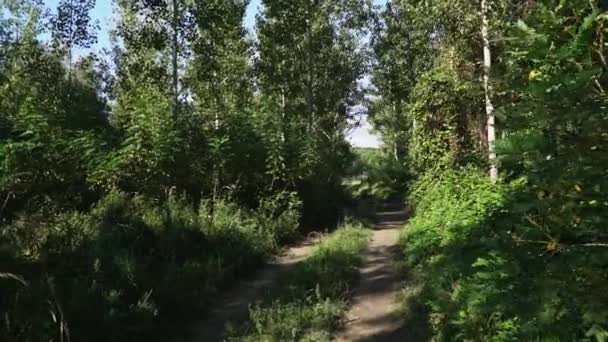 Záběry Procházky Lesem Směrem Východu Prašné Stezce Slunečného Podzimního Dne — Stock video