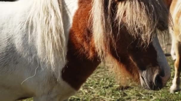 Närbild Bilder Bedårande Pintox Hästar Betar Gräs — Stockvideo