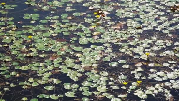 湖水被黄色的百合花覆盖的自然镜头在风中轻轻摇曳 — 图库视频影像