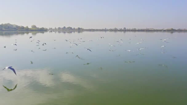 在蓝天下美丽清澈的湖面上 鼓声在一群海鸥旁边飞舞 — 图库视频影像