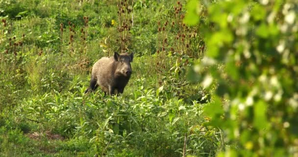 Close View Wild Black Canar Walking Tall Green Grass — Stock video
