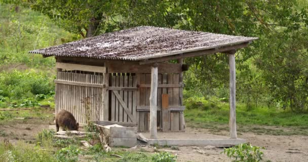 Picturesque Cuplikan Babi Hutan Makan Dari Tanah Samping Kabin Kayu — Stok Video