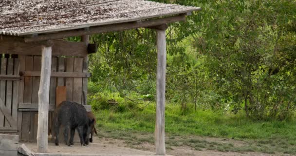Dzikie Świnie Widziane Przed Pustą Chatą Szukające Pożywienia — Wideo stockowe