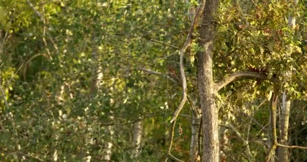 秋の晴れた日に緑と乾燥した葉を持つ背の高い狭い木のクローズアップビュー — ストック動画