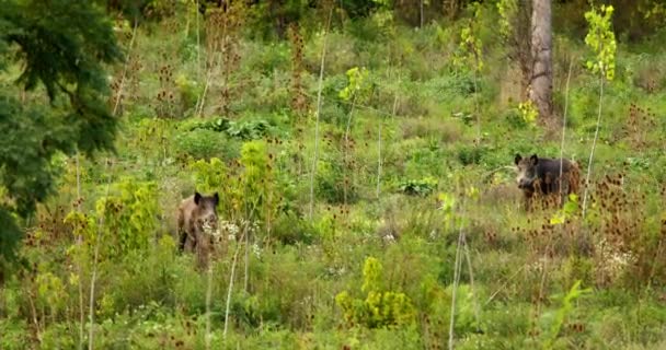 Dwa Dziki Stoją Prawie Ukryte Wysoką Zieloną Trawą Suchymi Ostami — Wideo stockowe