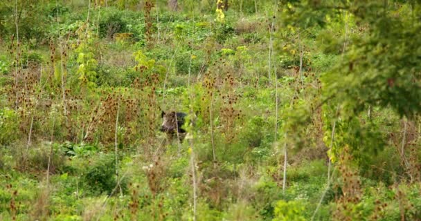 Dwa Dziki Chodzą Beztrosko Przez Wysoką Zieloną Trawę Krzewy — Wideo stockowe