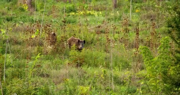 绿色草地上的两片木板在藏在高耸的干灌丛后面的草地上吃草 — 图库视频影像