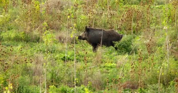 Close Footage Male Wild Boar Walking Alone Tall Grass Nature — Stock Video