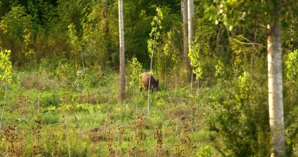 Vahşi Yeşil Çayırlarda Otlayan Bir Domuzun Vahşi Yaşam Görüntüleri — Stok video