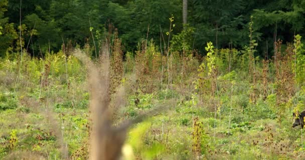 捕捉绿色野生植被和一头野猪漫步其间的自然镜头 — 图库视频影像