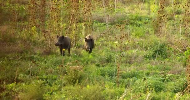 两只野猪在绿色的野草中奔跑 消失在旧草屋后面 — 图库视频影像