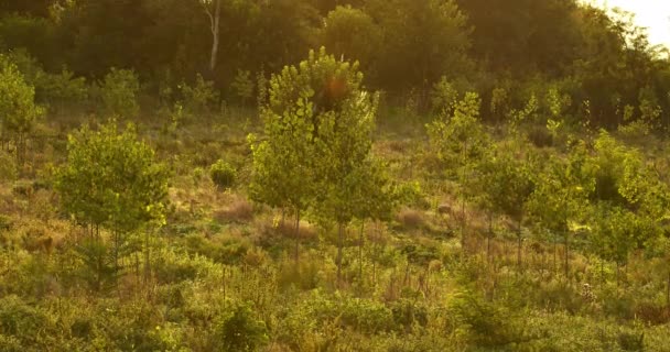 Úžasné Přírodní Záběry Divoké Vegetace Zlaté Hodině — Stock video