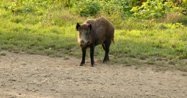 拍下一头野猪看着摄像机 在土路上离去的镜头 — 图库视频影像