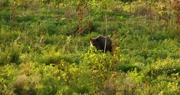 黄金时段野猪独行穿越绿地的近景 — 图库视频影像