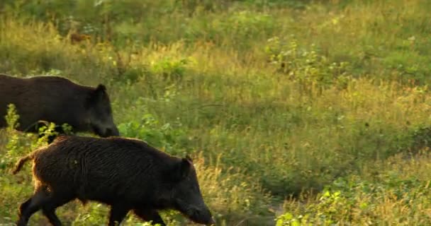 Close Shot Wild Boars Running Tall Wild Vegetation Golden Hour — Stock Video