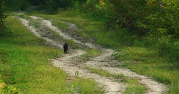 Babi Hutan Berjalan Sendirian Jalan Tanah Dikelilingi Rumput Dan Semak — Stok Video