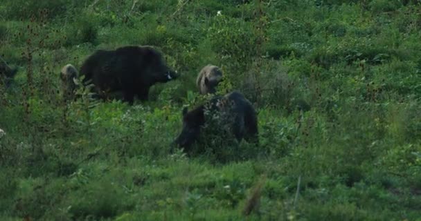 Family Wild Boars Stand Green Grass Thistles Sunset — Stock Video