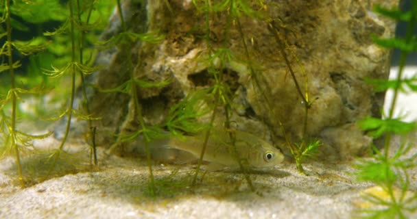 Akvaryumdaki Bitkilerin Arasında Yüzen Küçük Gümüş Bir Sazan Balığı — Stok video