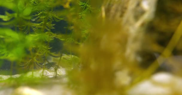 Beelden Van Een Vis Achter Planten Aquarium — Stockvideo