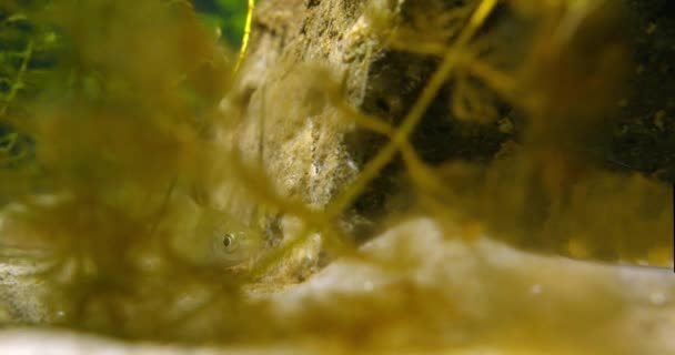 Видеозапись Рыбы Растениями Аквариуме — стоковое видео