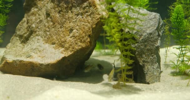 Aquarium Mit Sand Felsen Und Pflanzen Voller Kleiner Silberkarauschen — Stockvideo