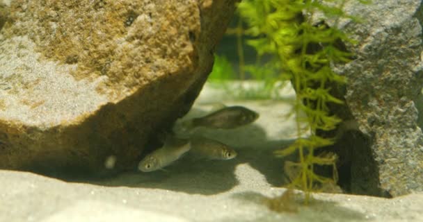 三匹の小さな魚が岩の影に隠れています — ストック動画