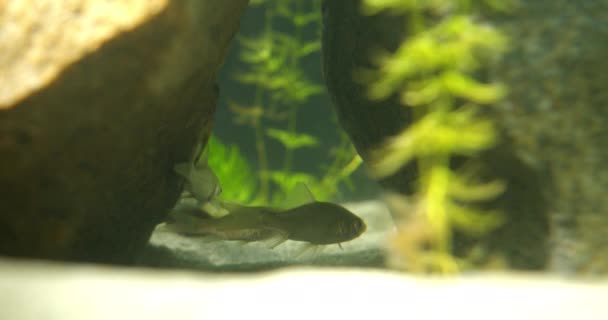 若い銀のクルーサーは水族館の2つの岩の影で泳ぐ — ストック動画