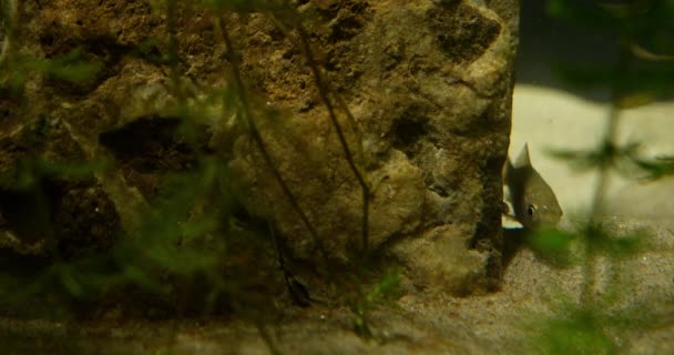 Küçük Bir Balık Akvaryumdaki Büyük Kayanın Arkasından Gelir — Stok video