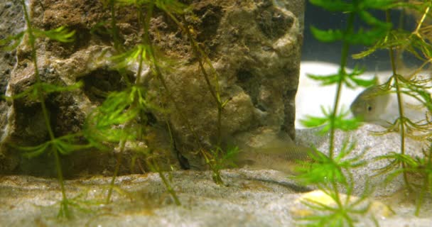 Close Zicht Twee Kleine Zilveren Karpers Zwemmen Aquarium Achter Waterplanten — Stockvideo