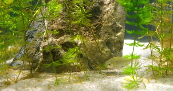 水の植物と岩でいっぱいの水族館で一人で泳ぐ少年銀のカープ — ストック動画