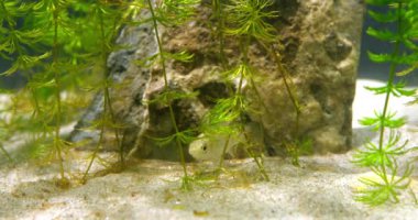 Su bitkilerindeki bir akvaryumun kumlu tabanında genç küçük balıklar