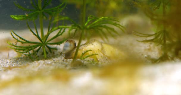 小さなウォーターカタツムリは ホーンズの間の水族館の砂地にクロールします — ストック動画