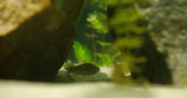 Carpes Argent Juvéniles Dans Aquarium Cachant Entre Deux Rochers — Video