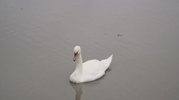 在宁静的湖上独自游泳的美丽沉默天鹅的近景 — 图库视频影像