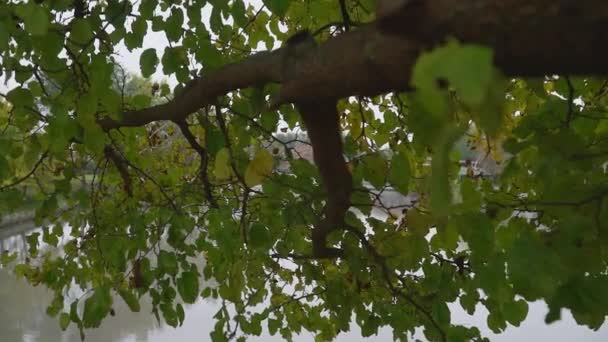 緑と黄色の葉で木の枝の映像を閉じる — ストック動画