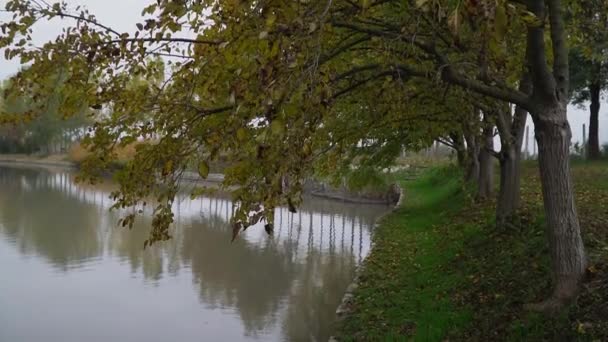 Větve Stromů Zeleným Listím Ohýbající Jezeru Břehu — Stock video