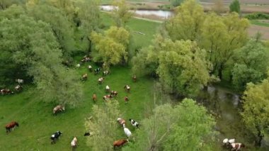 Drone, otlakta bir inek sürüsünü bekçi köpekleri ve çobanlarıyla yakalar.