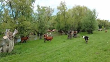 Ağaçlar ve su birikintileriyle dolu yeşil çayırlarda yürüyen inek sürüsü.