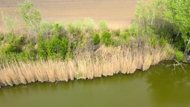 塞尔维亚提米斯河河岸上的干枯的金色芦苇和绿树 — 图库视频影像
