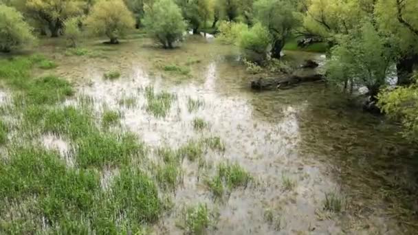 Gras Bomen Steken Uit Grote Plas Overstroomde Weiden — Stockvideo