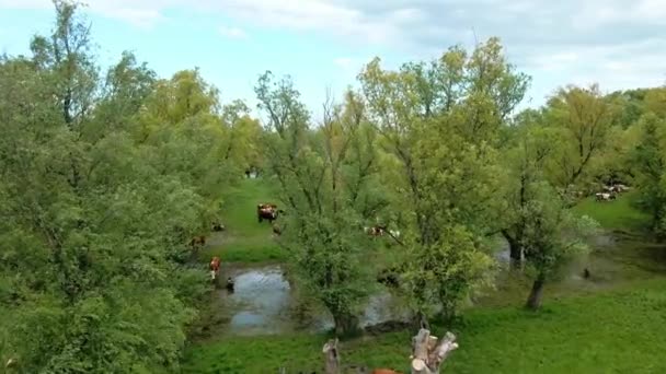Sırbistan Timis Nehir Kıyısındaki Otlaktaki Ineklerin Güzel Hava Manzarası — Stok video