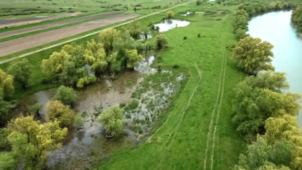 Pâturage Vert Inondé Sur Une Rive Une Rivière Timis Serbie — Video